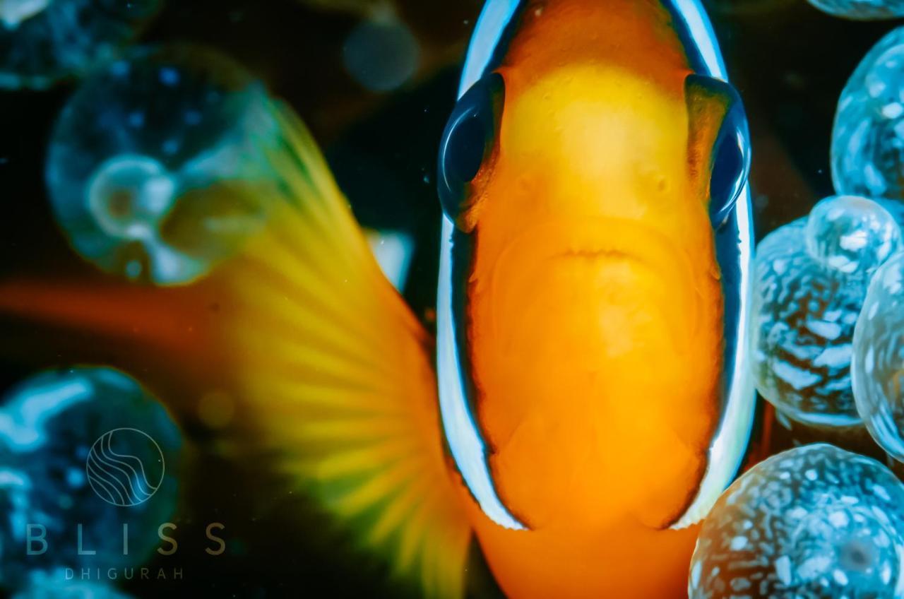 Hotel Bliss Dhigurah à Dhigurah  Extérieur photo